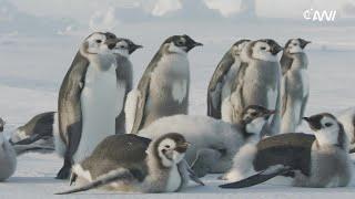 Kaiserpinguine in der Antarktis / Emperor Penguins in Antarctica