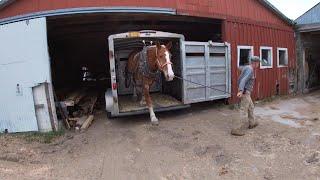 DRAFT HORSES: My Top 5 Feeding Practices