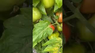 #tomatoes#vegetables#vegetablelovers#organicfarming#farming#homegarden#nature