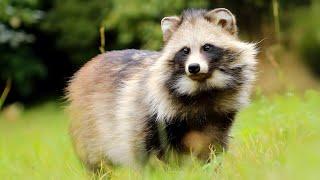 Raccoon Dog  Unique Animal You Have Never Seen | 1 Minute Animals