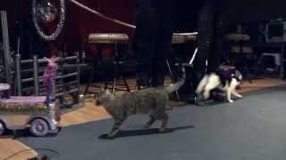 Pet World Insider Presents - The Amazing Acro-Cats and Tuna and the Rock Cats