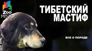 Тибетский Мастиф - Все о породе собаки | Собака породы - Тибетский Мастиф