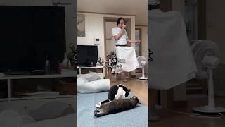 푸른산호초 열풍 일으킨 고양이 집사 #shorts #shortvideo #고양이 #시트콤