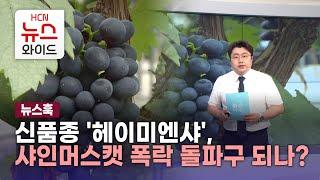 [뉴스훅] 신품종 '헤이미엔샤', 샤인머스캣 폭락 돌파구 되나?/HCN