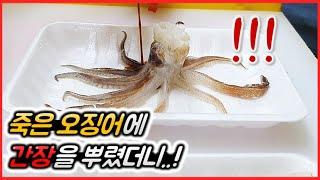 죽은 오징어에 간장을 뿌리면 발생하는 일!?(충격)