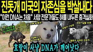 [해외감동사연] 호랑이 사냥 DNA 한국의 "진돗개" 미국 전문가들도 놀란 충격실화