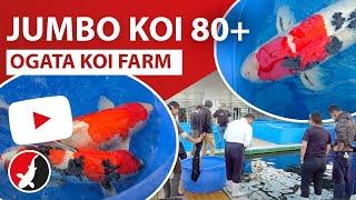 Highlight Jumbo Koi 80+ Ogata Koi Farm!