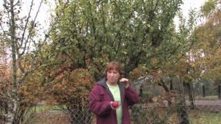 Tree & Plant Care : How to Grow Plum Trees