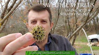 What You Need to Know to Save Sweetgum Seeds for Stratification and Planting