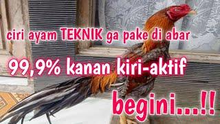 "Ciri Ayam Teknik: Unleas