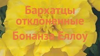 Бархатцы отклоненный Еллоу  отклоненный бархатцы Еллоу обзор: как сажать, семена бархатцев Еллоу