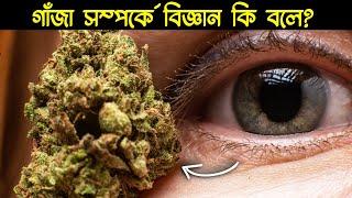 গাঁজা খেলে শরীরে কি কি পরিবর্তন ঘটে । গাঁজার সম্পর্কে মজার ১০ টি তথ্য | Unknown Facts about weed