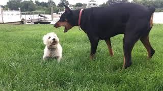 Doberman Vs. Westie