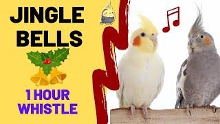 JINGLE BELLS with WHISTLE 1 HOUR - Cockatiel Singing - Talking Birds - Cockatiel Bird