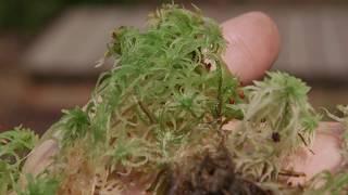 sphagnum moss - Sphagnum spp. Identification and characteristics.