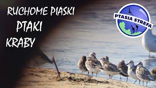 Ptaki, kraby i ruchome piaski…