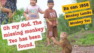 Oh my God. The missing monkey Teo has been found. Ba can 1956. LamBo monkey