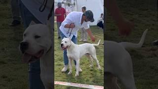 Beware 125 Pound Dogo Argentino Champion ‍️