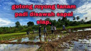 kami gotong royong menanam padi disawah sampai siap tanam. #benanting #2022 #tanampadi #sawah