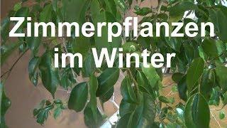 Zimmerpflanzen im Winter richtig pflegen Pflege Tipps Pflanzen Winter Gießen Licht