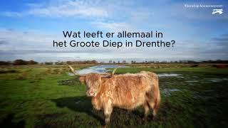 Welke dieren leven er in het Groote Diep bij Lieveren?