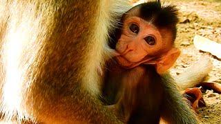 Baby Monkey Anika Trying to Ask Food Milk Her Mom Anna Rejects Milk, Anika Gets Teaching