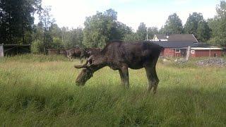 ELCHE-Moose- Älg - Elg in Schweden - Elchpark Grönasen  Juli 2013 - MK