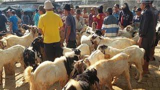 KAMBING JANTAN NDAK LAKU‼️Pasar Kambing Kerek