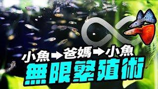 小魚要怎麼養才能長得又快又好？孔雀魚竟然會變性！！ Fast Growth! Fish Fry Breed Infinite Loop!