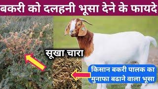 बकरी को दलहनी भूसा खिलाने के फायदे | Bakri ko sukha chara konsa khilaye #bakripalan @vnsgoatfarm