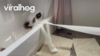 Ragdoll Cats Tangle Themselves In Toilet Paper || ViralHog