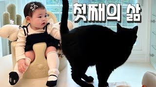 [박수홍 행복해다홍] 다홍이 근황 | 검은고양이 | 천재묘 | 냥또 | 생후200일 | 재이 |