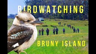 BIRDWATCHING IN BRUNY ISLAND