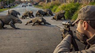 LIVE: Shocking Strategies: How Farmers and Hunters Tackle Millions of Invasive Komodo dragons