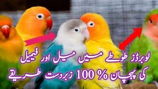 Correct way to find love birds gender  | lovebirds male female ki pehchan