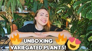 Unboxing variegated houseplants! ️