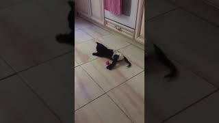 Кот спинальник делает первые попытки ходить