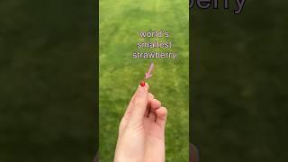 trying the world's smallest strawberry