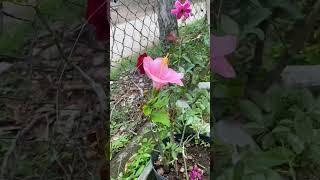 Try grafting hibiscus flowers into roses #shorts