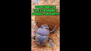 Dung Beetle | The Strongest Animal On Earth. #shorts