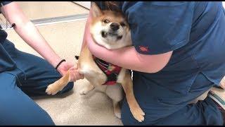 柴柴抽血生气害怕到脸变形 兽医小姐姐的反应超赞！|Shiba Inu Gets Frantic  After The Heartworm Test