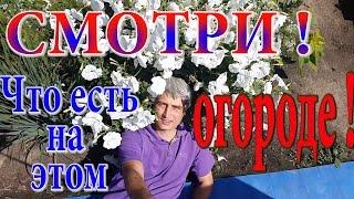 Плодовитый огород. Урожайный сад.Отличный результат. 08.2016.