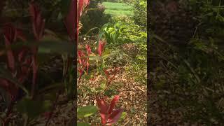 Утро в моём саду Nein Garten 19.04.25