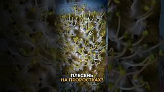 Плесень на микрозелени | Как выращивать микрозелень дома?
