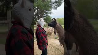 Cute Llama Reacts To Woman Wearing Llama Mask