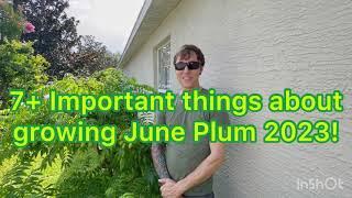 7+ Important things about Growing June Plum 2023!
