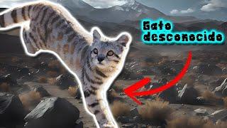 Gato Andino: El Felino de las Alturas | Documental de Animales