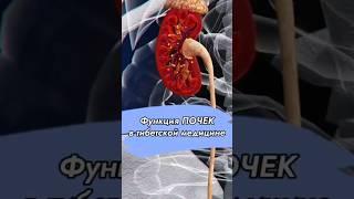 ФУНКЦИЯ ПОЧЕК с точки зрения тибетской медицины // #докторжимба