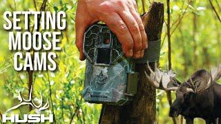 SETTING TRAIL CAMS FOR MOOSE!