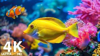 Aquarium 4K ULTRA HD  Colorful Clownfish & Beautiful Coral Reefs with Relaxing Music #1